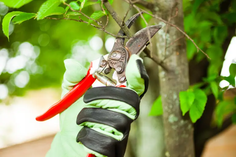 about 1 A gloved hand holds red pruning shears, preparing to trim a small branch on a tree surrounded by vibrant green leaves.