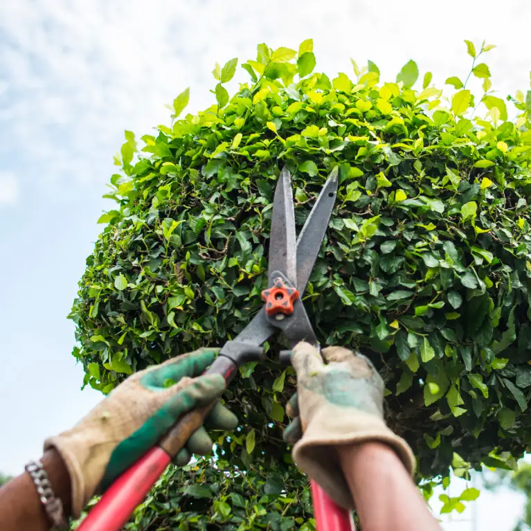 about 3 A gardener trims a lush green topiary with large pruning shears, under a bright blue sky. Gloved hands and vibrant foliage are visible.